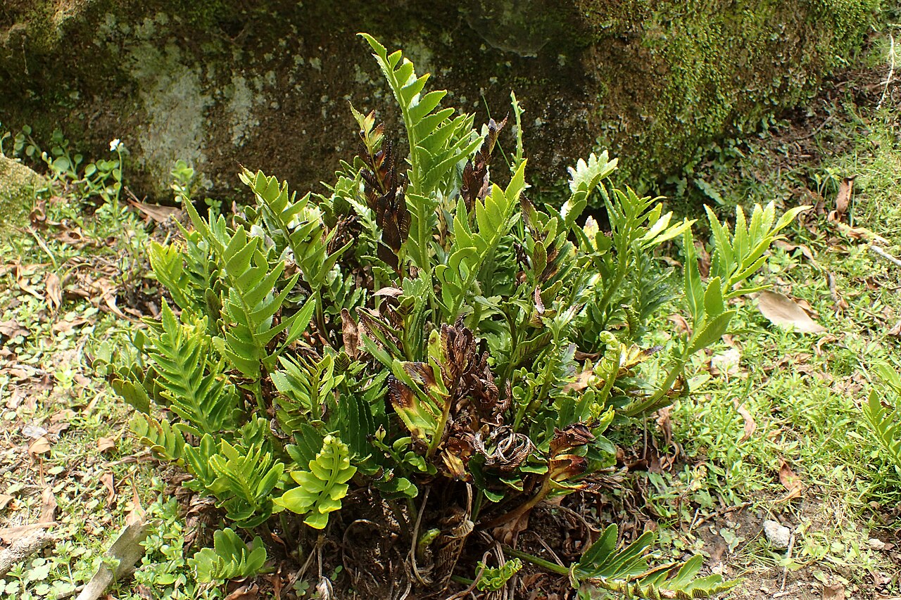 Asplenium obtusatum: Asplenium obtusatum in Auckland Botanic Gardens