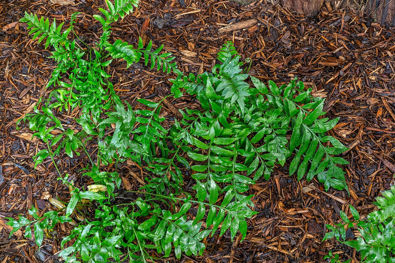 Asplenium obtusatum: Asplenium obtusatum, Christchurch Botanic Gardens, New Zealand