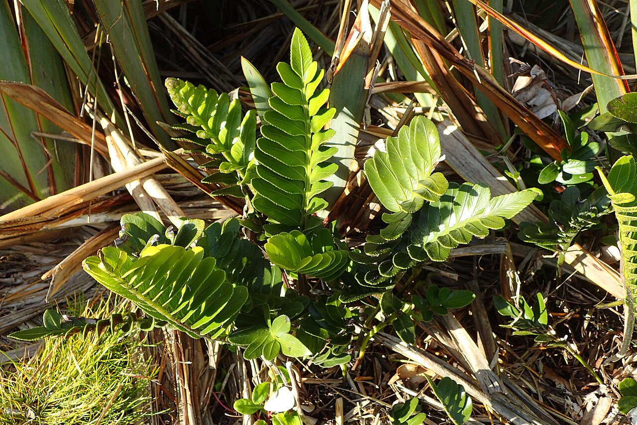 Asplenium obtusatum: Asplenium obtusatum in Punakaiki Pancake Rocks, West Coast