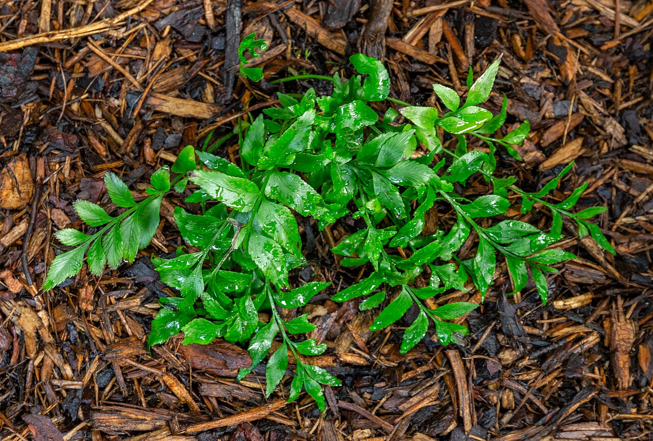 Asplenium obtusatum: Asplenium obtusatum, Christchurch Botanic Gardens, New Zealand