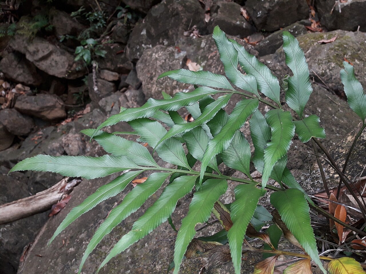 Asplenium oligolepidum: Asplenium oligolepidum