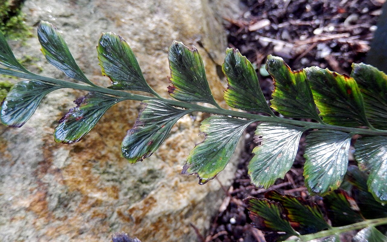 Asplenium paleaceum: Asplenium paleaceum, Royal Botanic Gardens Sydney