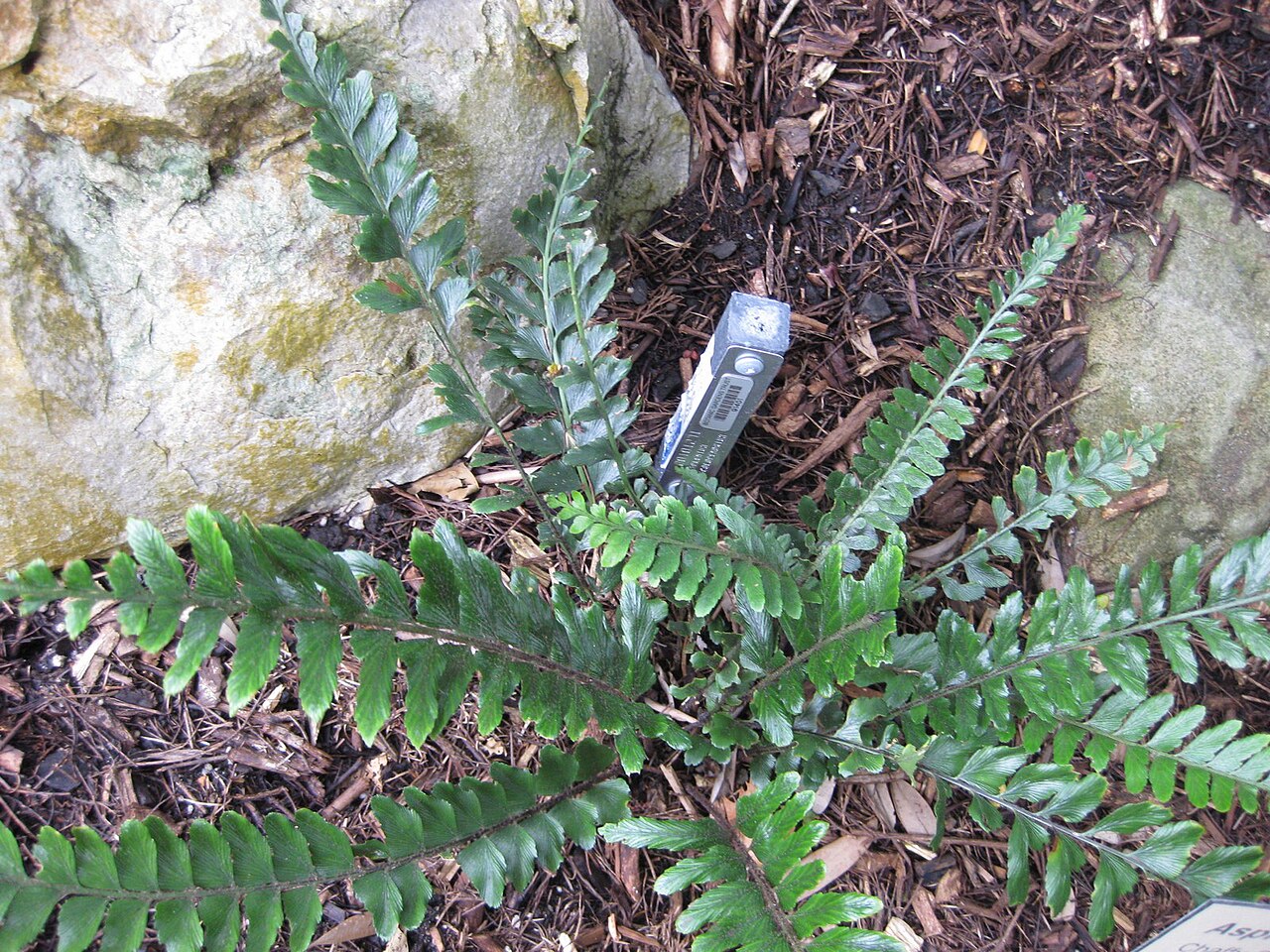 Asplenium paleaceum: This photo is from Gardenology.org and is available under CC-BY-SA 3.0 license. If you use it, please include attribution to Gardenology.org, with a link if the