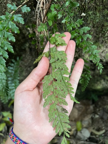 Asplenium parksii (Asplenium parksii)