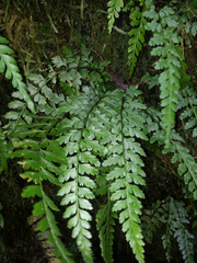 Asplenium parksii (Asplenium parksii)