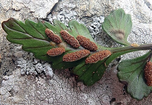Asplenium pauperequitum: Asplenium pauperequitum, New Zealand, 2021-02-09 (iNaturalist).