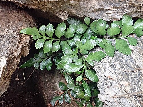 Asplenium pauperequitum: Asplenium pauperequitum, New Zealand, 2021-02-09 (iNaturalist).