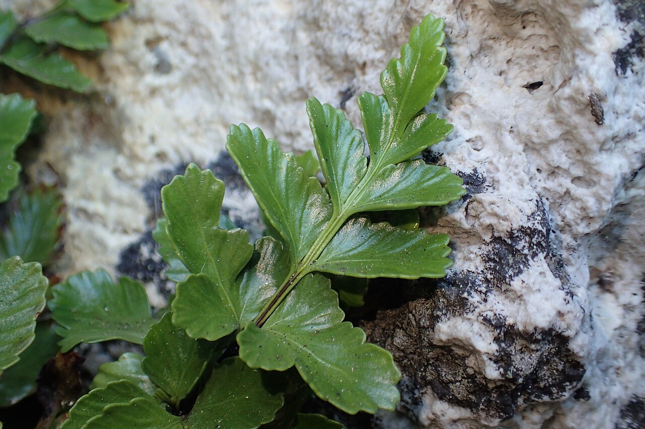 Asplenium pauperequitum: Asplenium pauperequitum, Northland, NZ, 2025-02-24 (iNaturalist).
