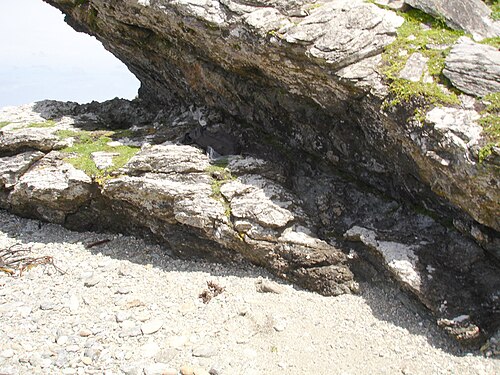 Asplenium pauperequitum: Asplenium pauperequitum, New Zealand, 2006-01-10 (iNaturalist).