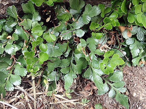 Asplenium pauperequitum: Asplenium pauperequitum, New Zealand, 2021-02-09 (iNaturalist).