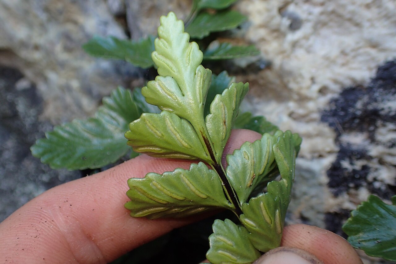Asplenium pauperequitum: Asplenium pauperequitum, Northland, NZ, 2025-02-24 (iNaturalist).