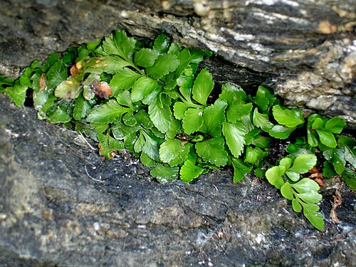 Asplenium pauperequitum: Asplenium pauperequitum, New Zealand, 2006-01-10 (iNaturalist).