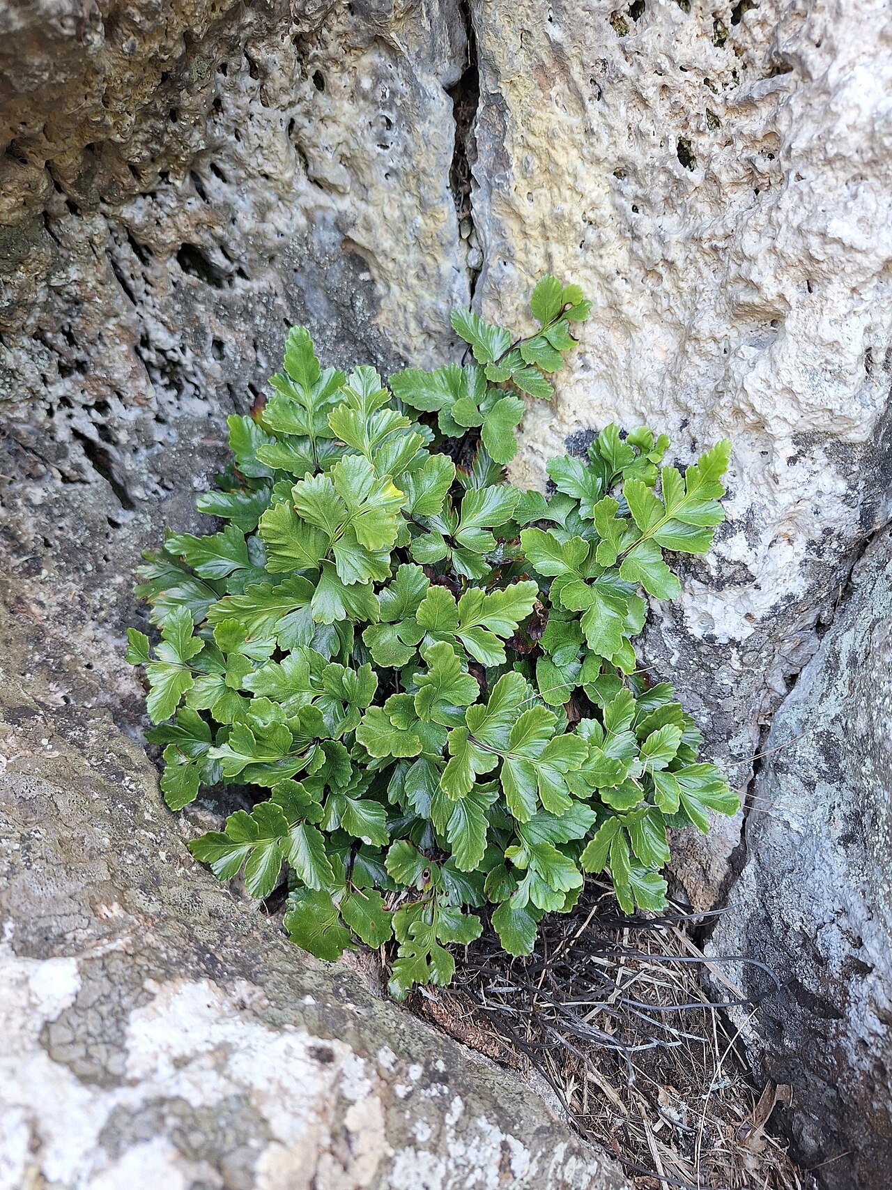 Asplenium pauperequitum: Asplenium pauperequitum, Northland, NZ, 2025-02-24 (iNaturalist).