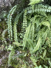 Asplenium peruvianum (Asplenium peruvianum)