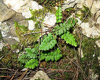 Asplenium petrarchae: Asplenium petrarchae