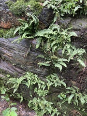 Ebony spleenwort (Asplenium platyneuron)