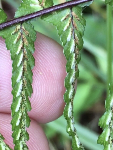Ebony spleenwort (Asplenium platyneuron)