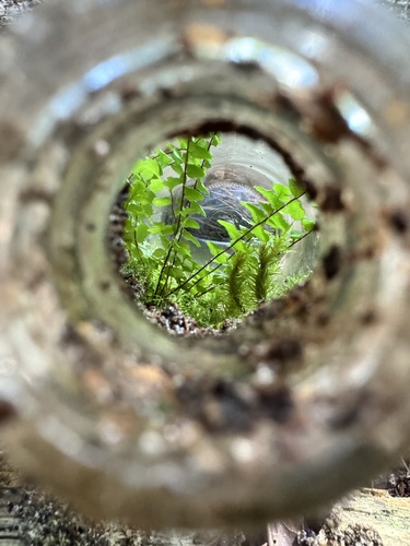 Ebony spleenwort (Asplenium platyneuron)