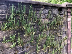 Ebony spleenwort (Asplenium platyneuron)