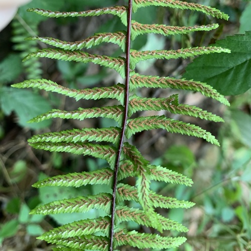 Ebony spleenwort (Asplenium platyneuron)