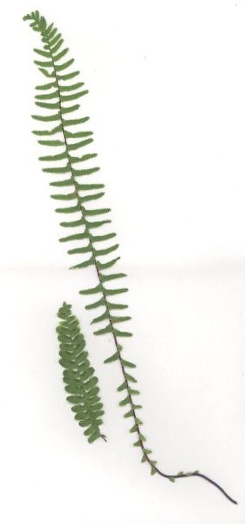 Ebony spleenwort: Typical fronds of Asplenium platyneuron , from southeast Ohio