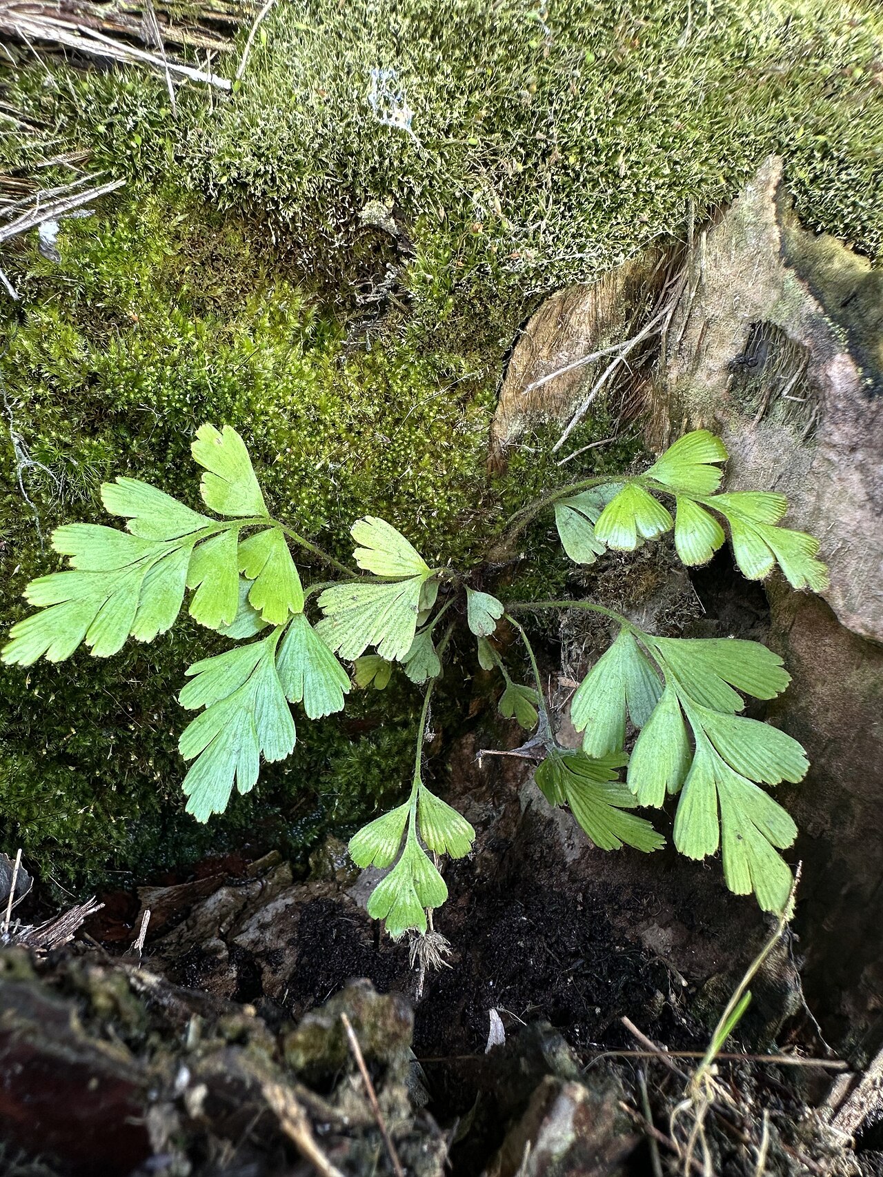 Asplenium praemorsum: Mexican spleenwort ( Asplenium praemorsum ) in Colombia