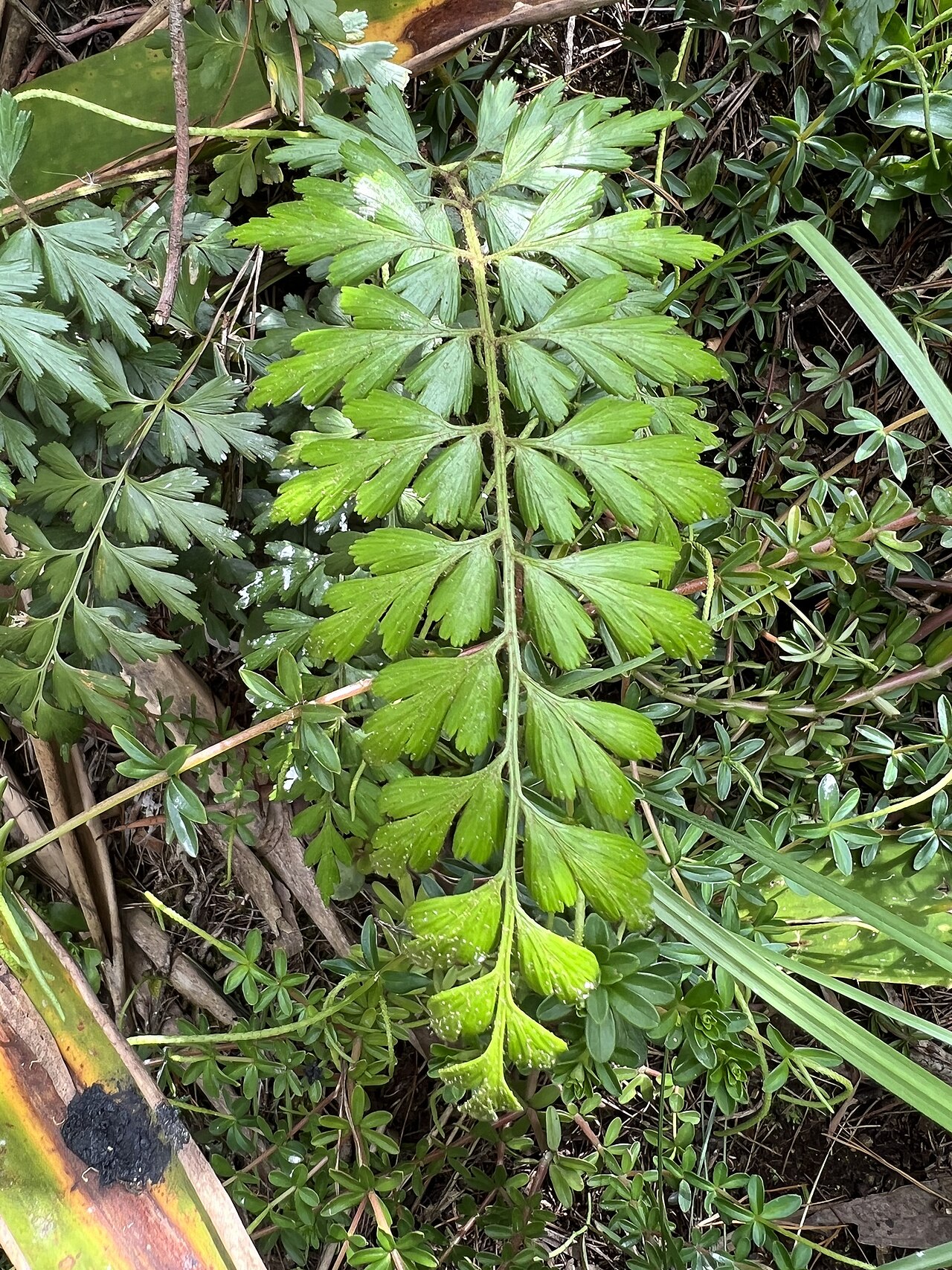 Asplenium praemorsum: Mexican spleenwort ( Asplenium praemorsum ) in Colombia