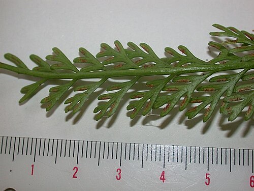 Asplenium prolongatum: Asplenium prolongatum(Aspleniaceae) Japanese name:Hinokisida Date;2006,11;Susami town, Wakayama prefecture, Japan Author;Keisotyo