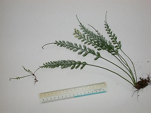 Asplenium prolongatum: Asplenium prolongatum(Aspleniaceae) Japanese name:Hinokisida Date;2006,11;Susami town, Wakayama prefecture, Japan Author;Keisotyo