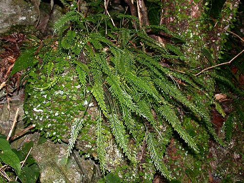 Asplenium prolongatum: Asplenium prolongatum(Aspleniaceae) Japanese name:Hinokisida Date;2006,11;Susami town, Wakayama prefecture, Japan Author;Keisotyo