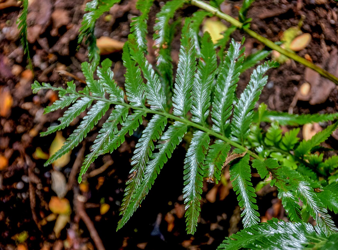 Asplenium pteridoides: Asplenium pteridoides in Wellington Botanical Garden, Wellington Region, North Island of New Zealand