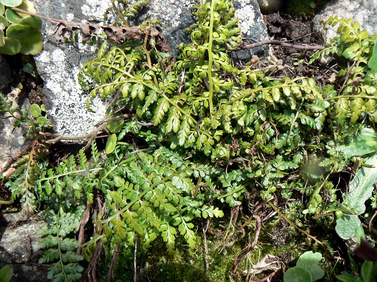 Asplenium pulcherrimum: Asplenium billotii on granite drystone wall, Cap de la Hague, Manche, France
