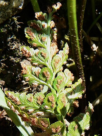 Asplenium pulcherrimum: Asplenium billotii on granite drystone wall, Cap de la Hague, Manche, France