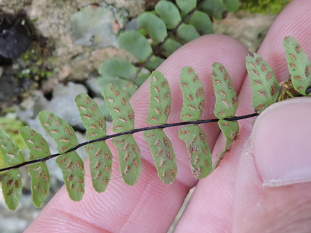 Blackstem spleenwort: Photo of Asplenium resiliens uploaded from iNaturalist .