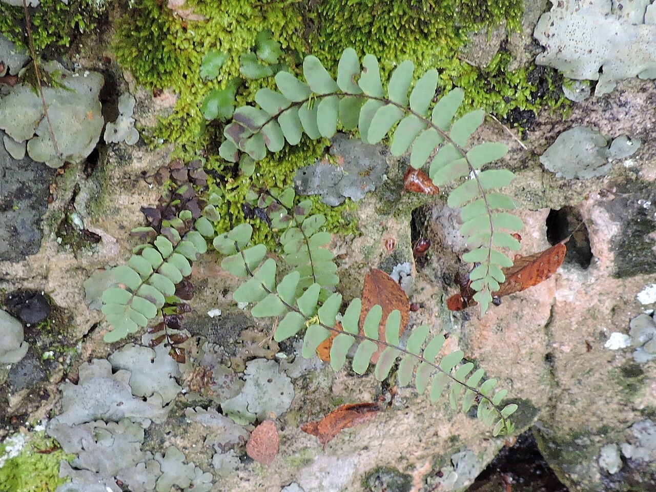 Blackstem spleenwort: Photo of Asplenium resiliens uploaded from iNaturalist .