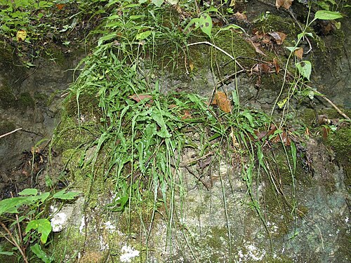 Walking fern: Asplenium rhizophyllum on rock, Red River Gorge, Daniel Boone National Forest, Kentucky.