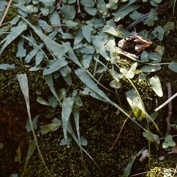 Walking fern (Asplenium rhizophyllum)