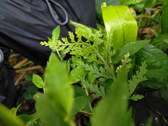 Asplenium ritoense (Asplenium ritoense)