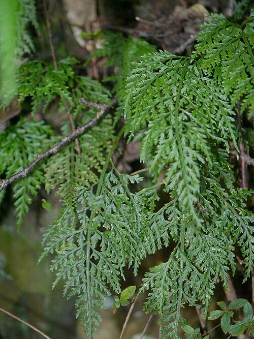 Asplenium ritoense: Asplenium ritoense:コウザキシダ 2014/10/25 和歌山県すさみ町:Susami Town. Wakayama Pref. Japan