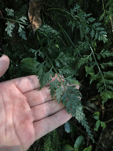 Asplenium ritoense (Asplenium ritoense)