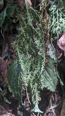 Asplenium ritoense (Asplenium ritoense)