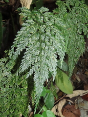 Asplenium ritoense (Asplenium ritoense)