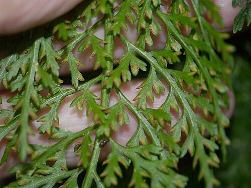 Asplenium ritoense: Asplenium ritoense:コウザキシダ 2014/10/25 和歌山県すさみ町:Susami Town. Wakayama Pref. Japan