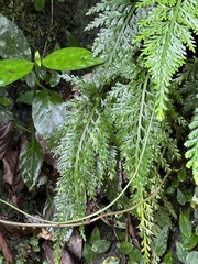 Asplenium ritoense (Asplenium ritoense)