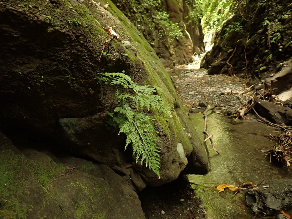 Asplenium ritoense (Asplenium ritoense)