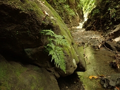 Asplenium ritoense (Asplenium ritoense)