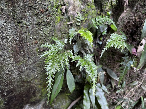 Asplenium ritoense (Asplenium ritoense)