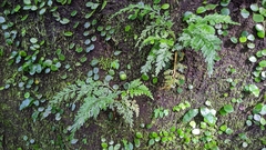 Asplenium ritoense (Asplenium ritoense)