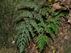 Asplenium ritoense (Asplenium ritoense)