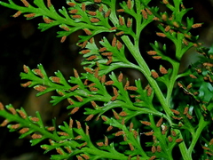 Asplenium ritoense (Asplenium ritoense)
